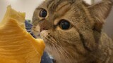 Bé Mèo Này Hãy Nhận Thức Rõ Vị Trí Của Mình Trong Chuỗi Thức Ăn Nhé