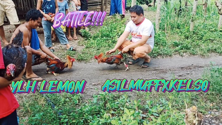 YELLOW LEGGED HATCHX LEMON  ASILMUFFXKELSO      SPAR!