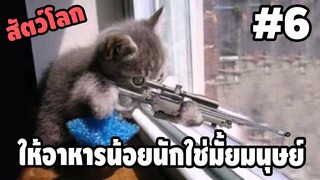 Ep.6 สัตว์โลกกวนตีน - [ พากย์นรก ] | easy boy