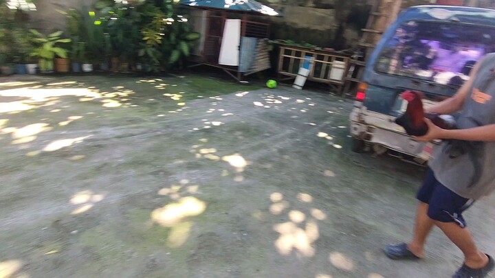 Papawis muna SA mga alaga
