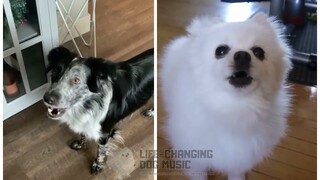 lovely but Dogs Sung It (Dogs Version Cover)