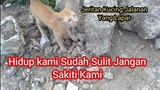 Jeritan Kucing Jalanan Yang Lapar Dia Senang Saya Ajak Main Kerumah...! | Feeding Cat