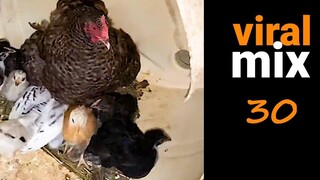 Hens kids mess dogs VS cats fails and more FUNNY & CUTE VIDEOS - viral mix 30