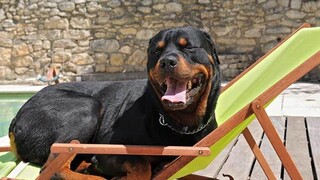 🤣 คุณจะไม่หัวเราะเยาะ 🐶 วิดีโอรวบรวม Rottweiler ตลก ๆ