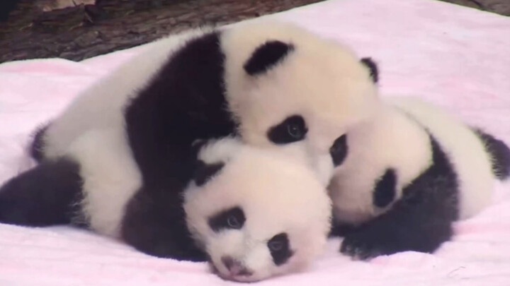 Baby pandas? I cried!