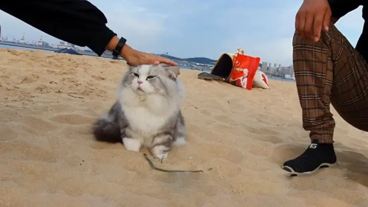 Cat|Hachi Is Touched Greatly by Stangers by The Sea