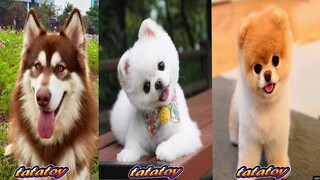 CHÓ CỨU HỘ    TIKTOK   Chó và Mèo   Cat & Dog  Mini  Funny and Cute  123 animals  BIG