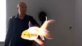 Goldfish Aquarium Services