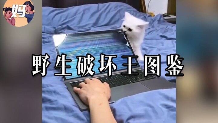 【野生人类图鉴】这玩意儿，我还是喜欢看别人养