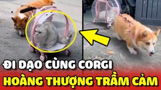 Phong cách ĐI DẠO cùng Corgi khiến Hoàng Thượng TRẦM CẢM 😂 | Yêu Lu