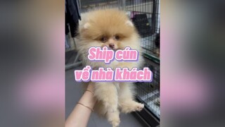 Ship cún về nhà mới dongvat dongvatdethuong thucung phocsoc chomeodethuong PetsOfTikTok chomeo doglover cho