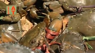 Crab Farming