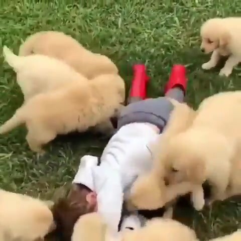 A pack of vicious dogs attacks a young child! The scene was extremely bloody! (dog head
