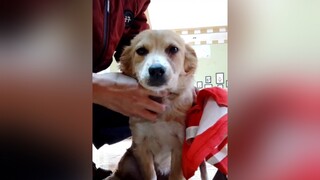 Chuẩn bị cho e đi bác sĩ thú y...Huhu. cunyeucuadua yeucho yeuchomeo cún cúncon chó chómèo chócon chókhôn yeuchomeo chócute dogsoftiktok