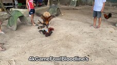 4kGameFowlBloodline’s Spar