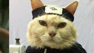 kucing versi Naruto