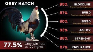 GREY OR TALISAYIN GAMEFOWL BLOODLINE ORIGIN AND FIGHTING STYLE