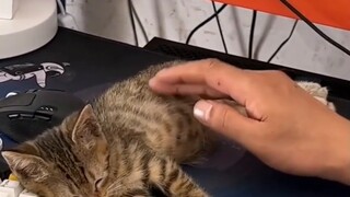 Karena anak kucing kecil itu terlalu lapar, ia menghisap perutnya sendiri dan menginjak susunya, mem