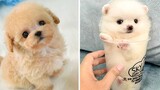ลูกสัตว์น่ารัก Videos Compilation cutest moment of the animals - 🐶 Cutest Puppies 12 🐶