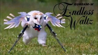 [搞笑梗图]"最近外网很火的奔跑猫头鹰"