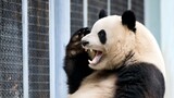 【大熊猫萌兰】想回内场的萌兰被水滋了一下。2021.7.14.摄于北京动物园