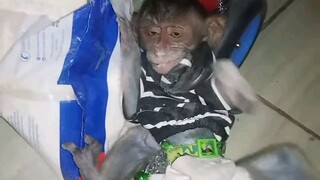 Tree Rats Monkeys Undisciplined Monkey macaque Tree Rat. #treerat #pigtail #KarenMafia # ...