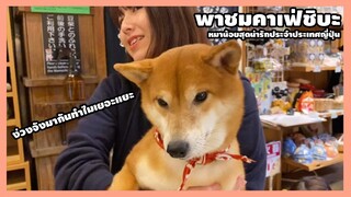 พาดูคาเฟ่น้องหมาชิบะที่ประเทศญี่ปุ่น จะน่ารักขนาดไหนกันนะ?