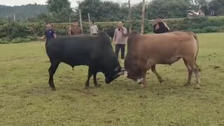 bull fight