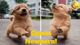💥The Cutest Newborn Puppies And Kittens Viral Weekly LOL😂🙃💥 of 2019 | Funny Animal Videos💥👌