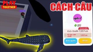 Đã Tìm Ra Khung Giờ Chuẩn Nhất Câu Cá Nhám Voi + Hải Cẩu Trắng Cực Dễ | Play Together