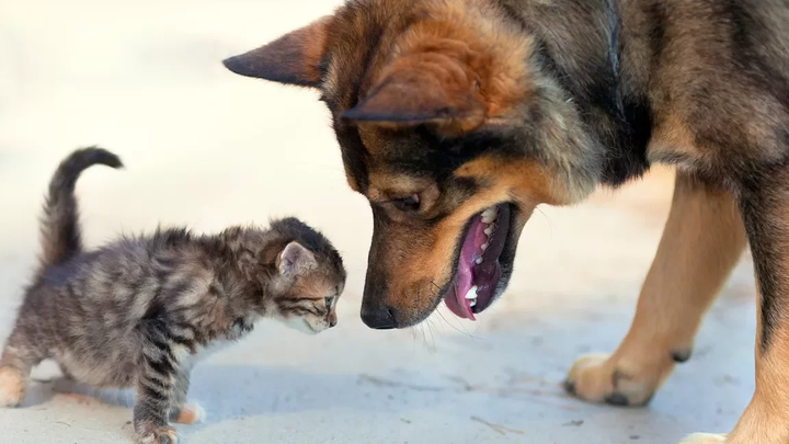 Dogs Meeting Kittens for the First Time Compilation (2015)