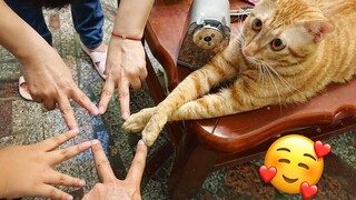 Best Funny Cat Videos That Will Make Your Day Better 😂😹