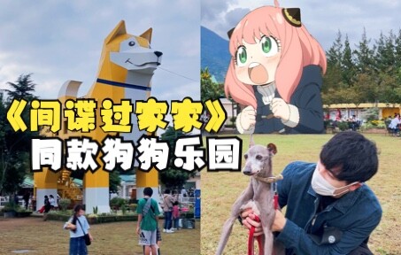 在日本狗狗乐园，我体验到了阿妮亚的同款快乐！