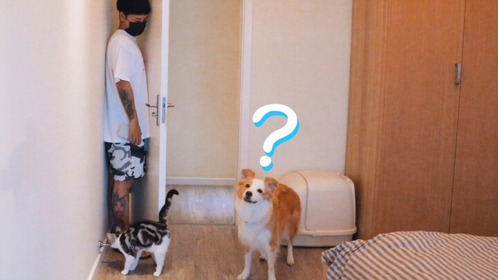【Animal Circle】Hide-&-seek & dogs. French Bulldogs never disappoint!