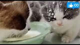 Cute kitten drinking