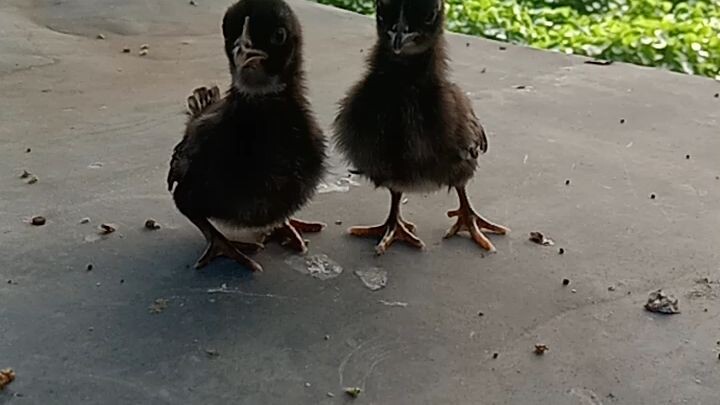 2 weeks old malesyan serama bantam