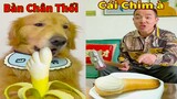 Thú Cưng TV | Tứ Mao Đại Náo #58 | Chó Golden Gâu Đần thông minh vui nhộn | Pets cute smart dog