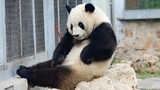 [Panda Meng Lan] Aku Ingin Menolong Saudariku!