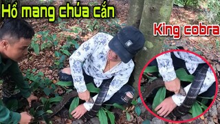 Hổ Mang Chúa Khổng Lồ Cắn Ngập Tay Săn Bắt Ẩm Thực Vùng Cao