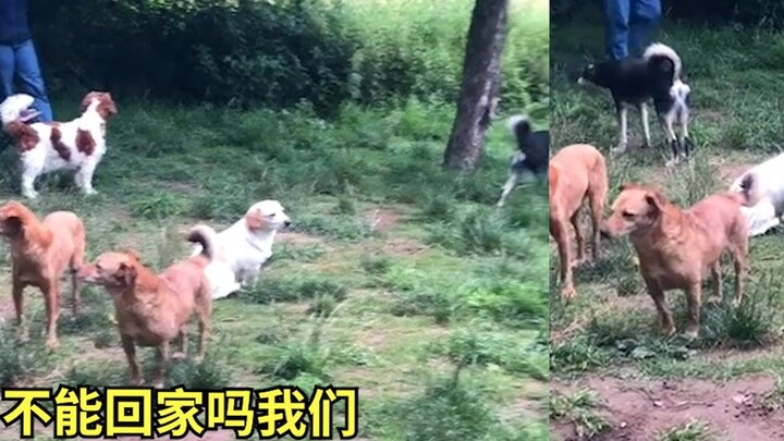 The owner held a party for his fearful dog, but the whole place was as quiet as a chicken. Netizens 