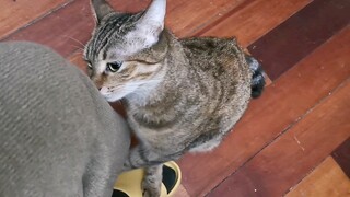 Ketika Pi Pi Menemukan Bau Kucing Lain Pada Celanaku