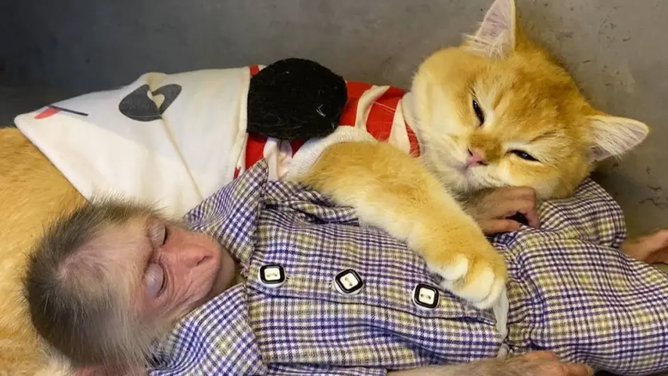 Bayi Monyet dan Kucing: Ayo Tidur Bersama! - Bstation