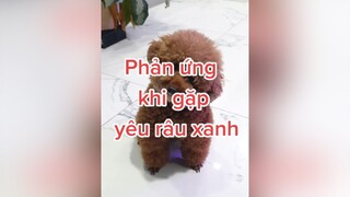 Gặp em Hạt Dẻ là mấy anh yêu râu xanh mệt luôn 😆😆😆 HatDe TeamHatDe Mas Dog DogTraining 강아지 멍멍이 dogsoftiktok ThuCung