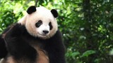 [Hewan] [Panda] Saatnya Bobok Manis | Qi Yi & Fu Lai