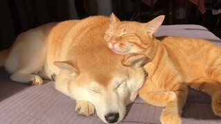 It's a battle between dogs and cats over who should be the pillow