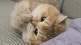 [คลิปสัตว์]วิธีใช้ขนแมวที่ถูกต้อง!