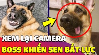 Sáng dậy nghe Vợ kể BỊ BÓNG ĐÈ , anh Chồng CHECK CAMERA thì phát hiện cái bóng này LẠ LẮM 🤣 Gâu Đần