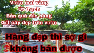 vườn mai vàng út thạch bán quá đắc hàng , hết cây đẹp