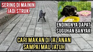 Menyedihkan Kucing Masih Muda Sakit Struk Jalan  Cari Makan Sempoyongan Ini Penyebabnya..!