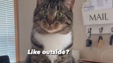 Video by Cute Pet Club (10)